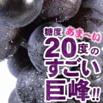 [:ja]巨峰ぶどう 2kg（露地栽培）完熟果実 朝穫り【収穫即日発送】【和歌山県産】【有田川町産(旧金屋町)】有田川高原栽培／巨峰村／ブドウ 葡萄 きょほう キョホウ 産直 産地直送 お取り寄せ　高垣農園[:]